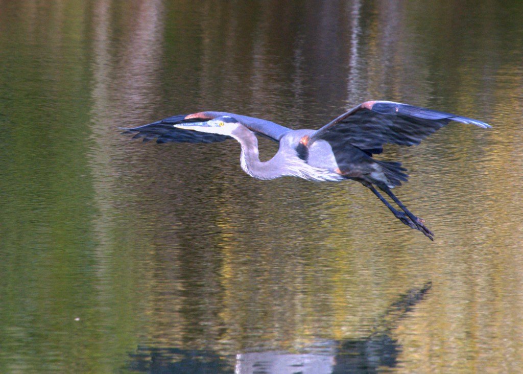Decorative photo of heron landing gentlly. 