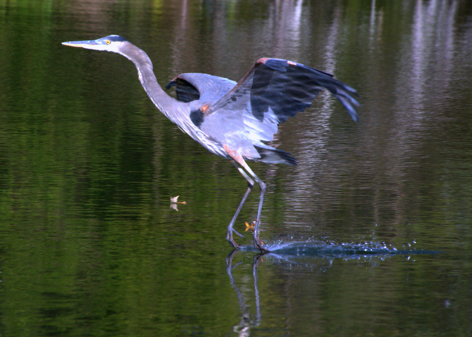 Decorative photo of heron touching the water gently during landing 